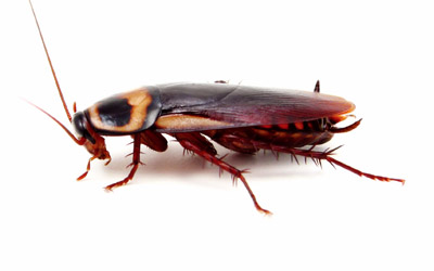 american cockroach