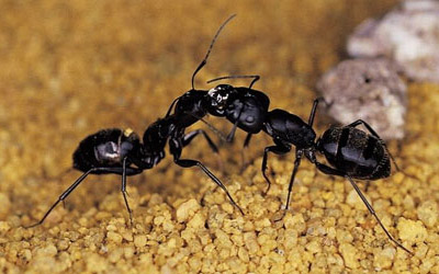 black house ant