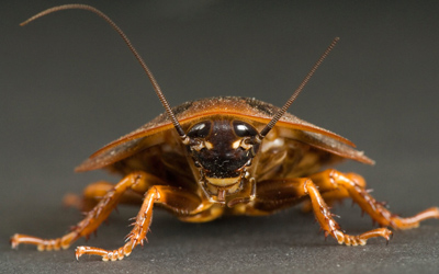 cockroach-contro