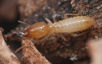 Coptotermes acinaciformis