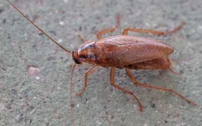  german cockroach