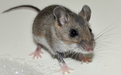 house mouse