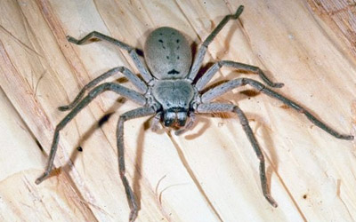 huntsman spider