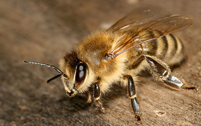 Italian Bee