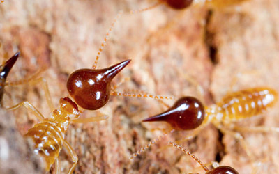 Nasutitermes exitiosus