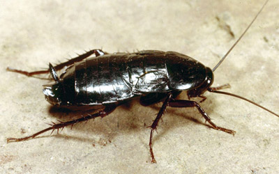 oriental cockroach