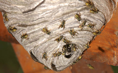 Paper Nest Wasp
