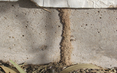 mandurah termite control