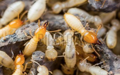 residential termite treatments