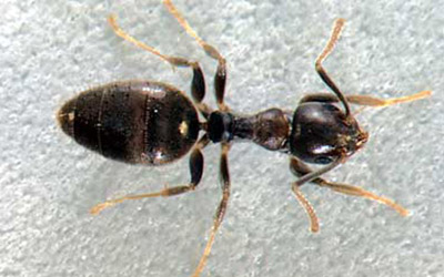 white footed house ant